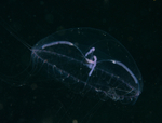 Eutonina indicans (or Mitrocoma cellularia or Staurophora mertensi ?