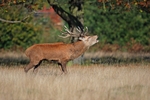 Red Deer