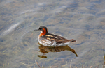 Red-necked Phalarope