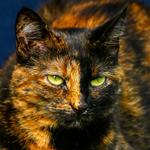 Cat domestic-