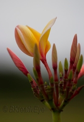 Floral 171