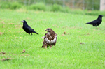 Common Buzzard
