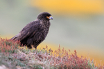 Striated Caracara (adult), Carcass Island, Falklands