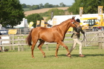 SBM_10494