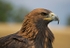 Golden Eagle