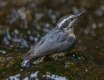 Red-breasted Nuthatch male bathing