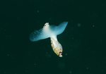Akera bullata