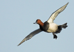 Flying Pochard