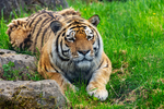 Amur Tiger - DSC_3720