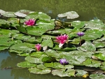 Monets Garden -6