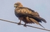 Tawny Eagle