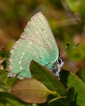 Green Hairstreak (03)