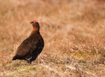 Red Grouse