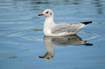 Black-headed Gull