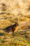hare Lepus europaeus-4295