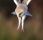 Barn Owl