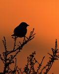 Great Grey Shrike at sunset