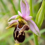 Horned Ophrys (Ophrys cornuta syn O. scolopax ssp cornuta) also  known as O.oestrifrea ssp montis-leonis 
