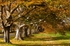 Autumn Arches
