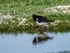 Oystercatcher