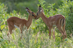 Impala lambs