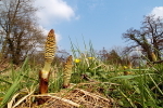 Giant Horsetails - March 2007