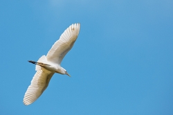 Bird Egret