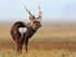 Sika Deer Stag on the Shipstal salt marshes at  Arne