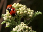 Two-spot Ladybird