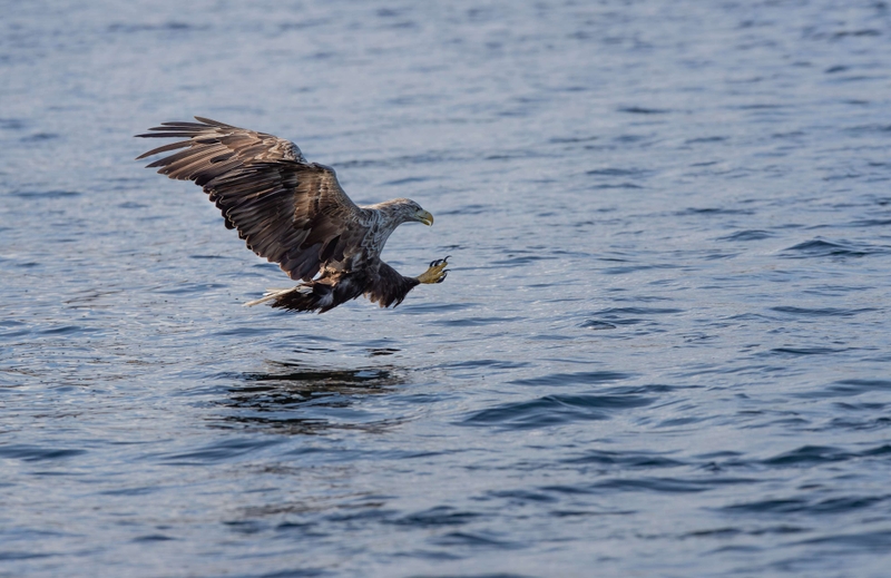 White Tailed Eagle - Isle of Mull - Scotland