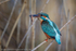 Kingfisher (Alcedo atthis) female with Common Newt (Lissotriton