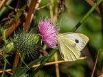 Large White