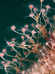 Tubularia larynx