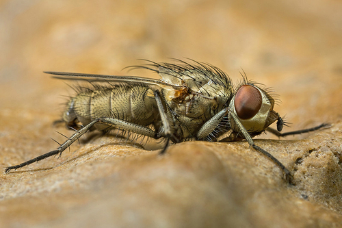 Teneral [i]Leucophora[/i] fly, close to a Buffish Mining Bee ([i]Andrena nigroaenea[/i]) nesting aggregation. Staffor…
