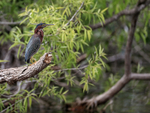Green Heron, Venice Rookery, Florida