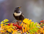 Ring Ouzel