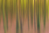 Into the Forest