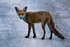 Red Fox on the road at Middlebere