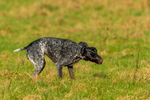 German Shorthaired pointer-4193