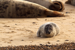 Weaned Grey Seal Pup