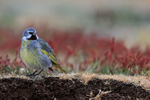 White-bridled Finch (male), Sea Lion Island, Falklands