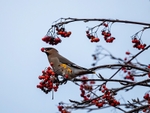 Waxwing