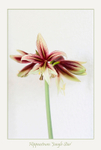 Hippeastrum 'Jungle Star' 2