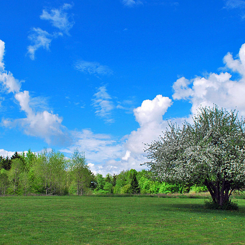 Hard to beat an apple tree in full bloom on a sunny spring day.