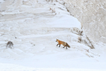 Red Fox climbing, Hayden Valley, Yellowstone National Park