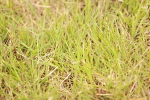 SBM_06252