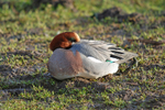 Wigeon