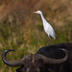 Cattle Egret portfolio