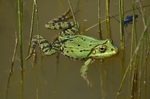 Marsh Frog