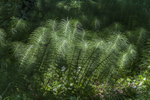 Horsetails - Colour